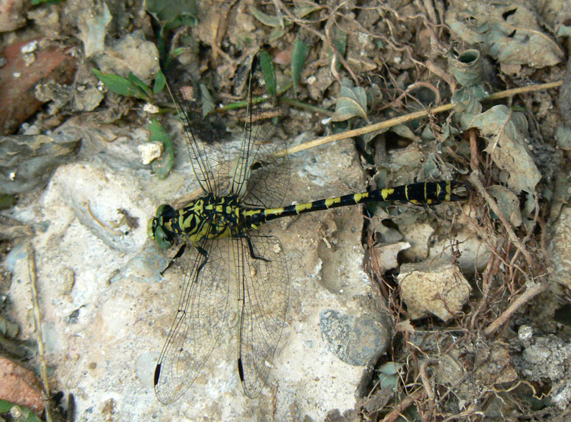 Determinazione: Onychogomphus forcipatus forcipatus